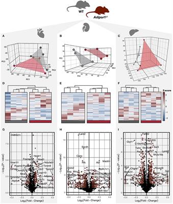 Dysregulation of the Mitochondrial Proteome Occurs in Mice Lacking Adiponectin Receptor 1